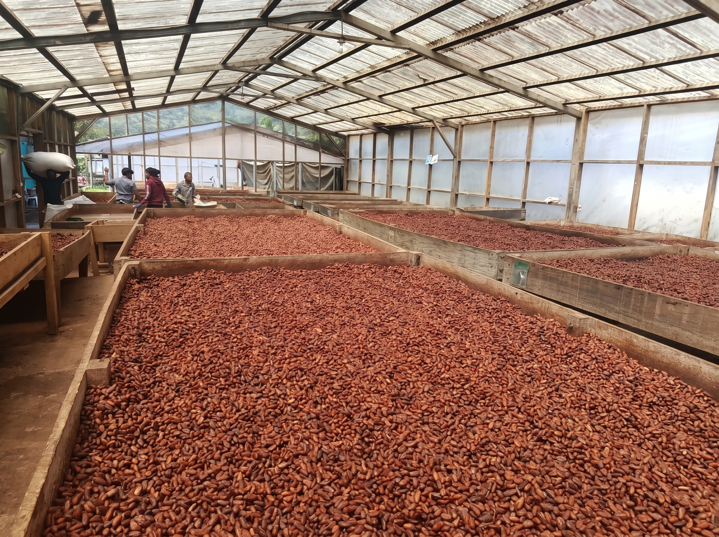 Infraestructura de secado de cacao